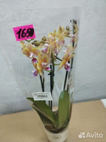 Фаленопсис ароматный (орхидея)