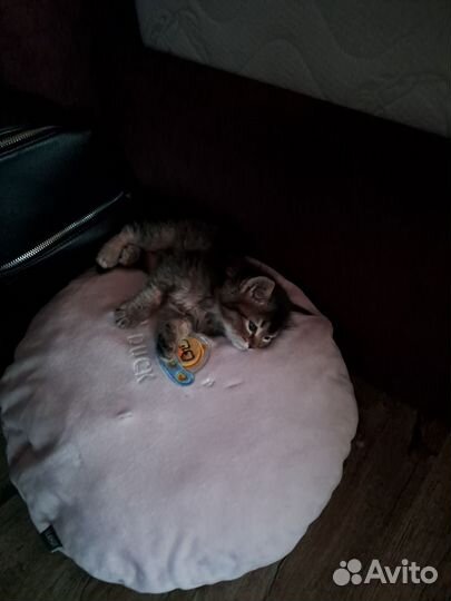 Котенок