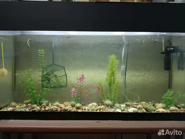 Аквариумные рыбки