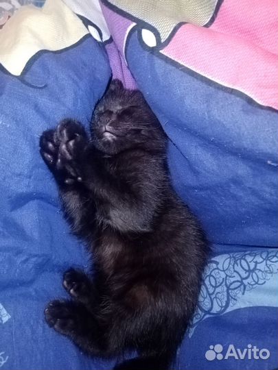 Черный котик