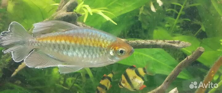 Тетра конго