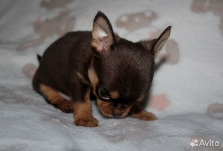 Малыш Лапсик