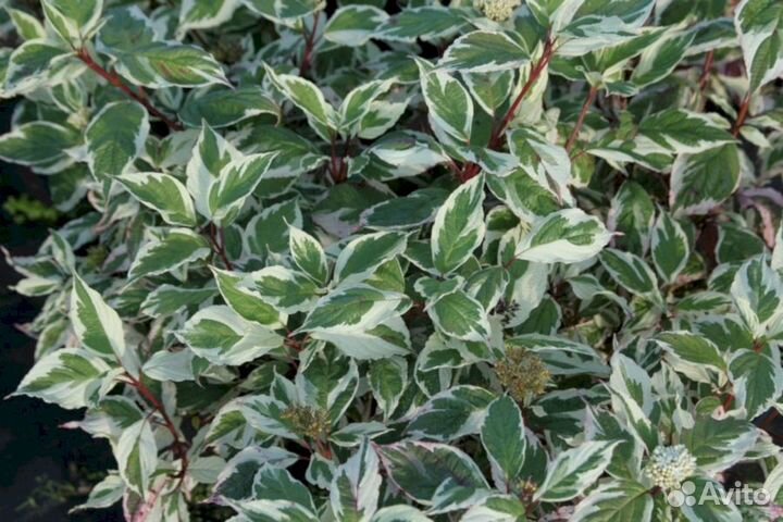 Дерен Сибирика вариегата