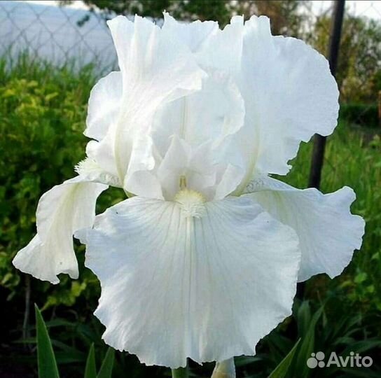 Ирис белый, желтый сортовой, болотный синий. Пион