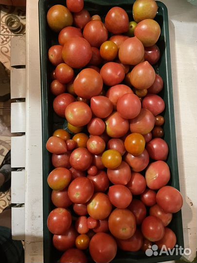 Помидоры