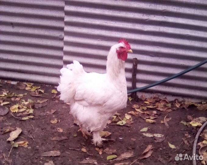 Молодые петухи