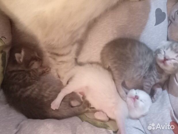 Котята в добрые руки
