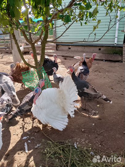 Домашняя птица