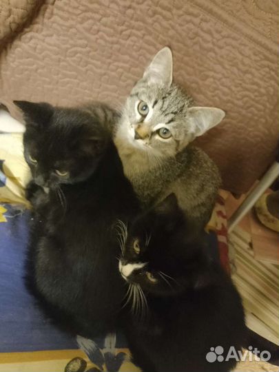Кошка в дар