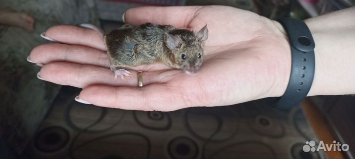 Сатиновые мышки