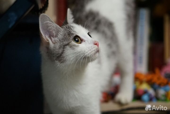 Котики в добрые руки