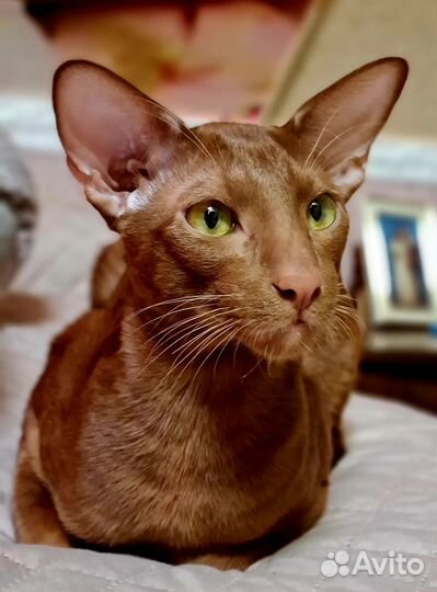 Ориентальная кошка