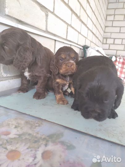 Щенки кокер спаниеля
