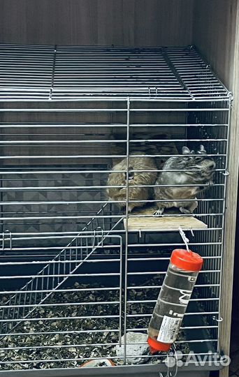 Белка дегу с клеткой