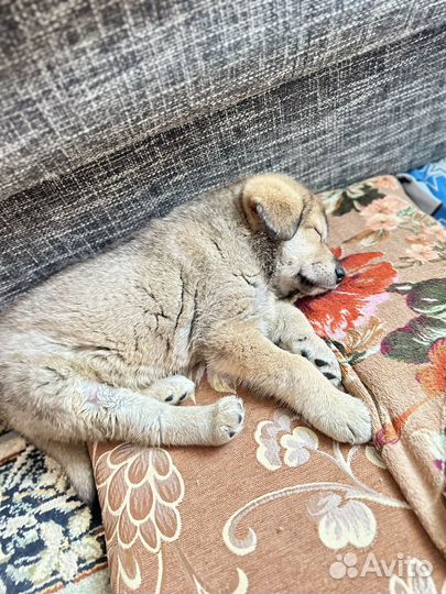 Щенок (девочка)в добрые руки