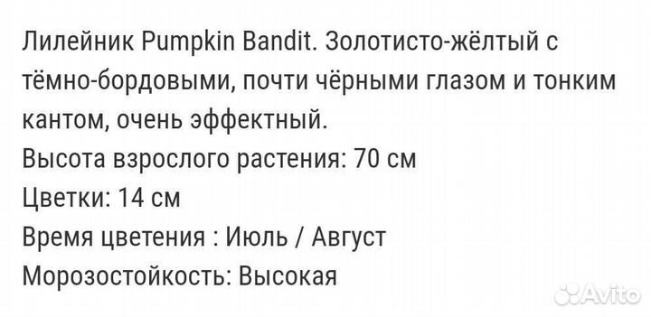 Лилейник Пампкин Бандит