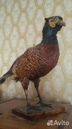 Чучело фазана