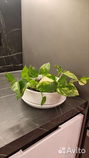 Сортовой Эпипремнум (сциндапсус ауреум)