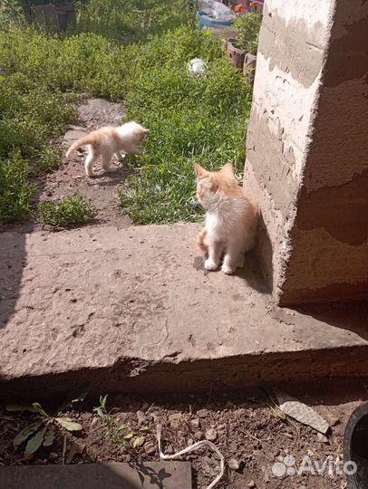 Отдам в добрые руки моих милашек