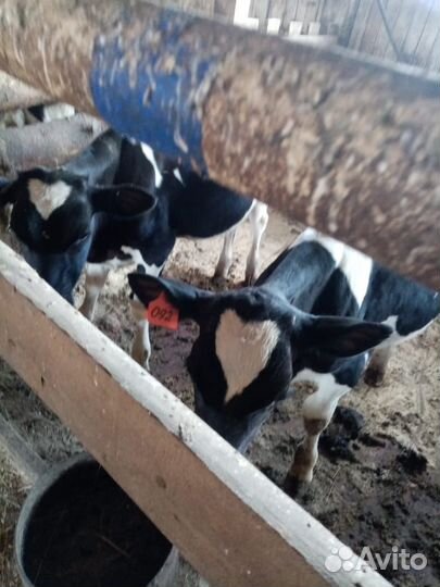 Бычки голштины