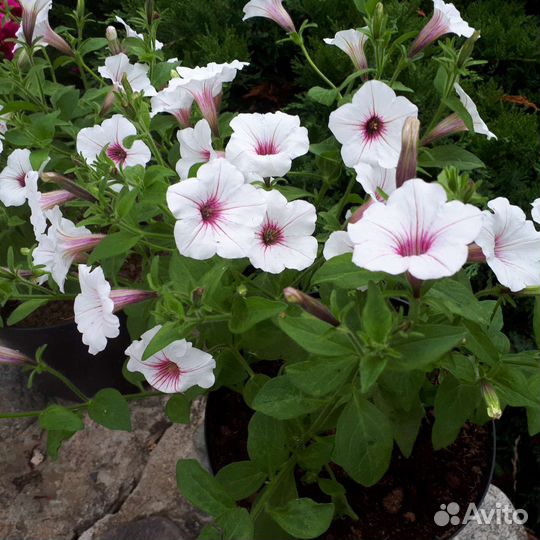 Цветы в горшках