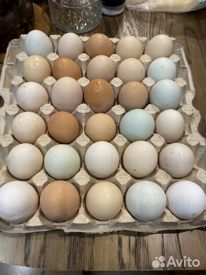 Домашние куриные яйца