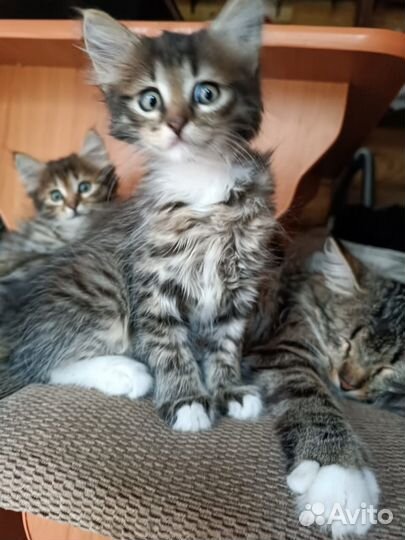 Котёнок Мальчик