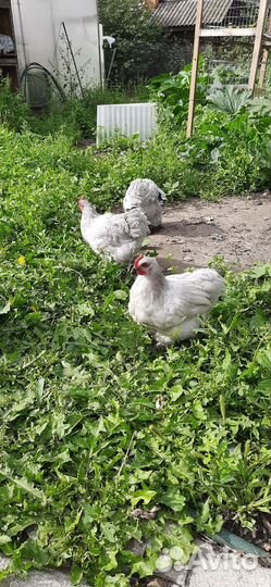 Мини кохинхины, петушки