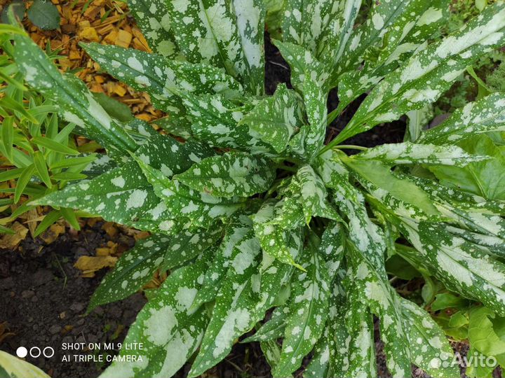 Гейхеры, медуница, брунера