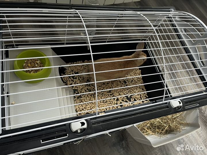 Декоративные кролики