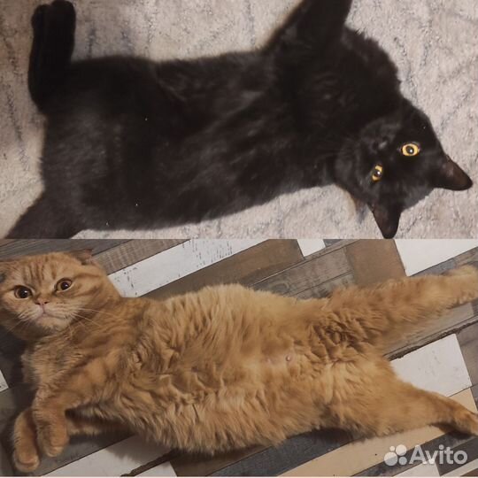 Шотландский котенок девочка