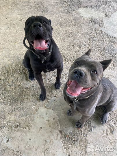 Щенки кане Корсо