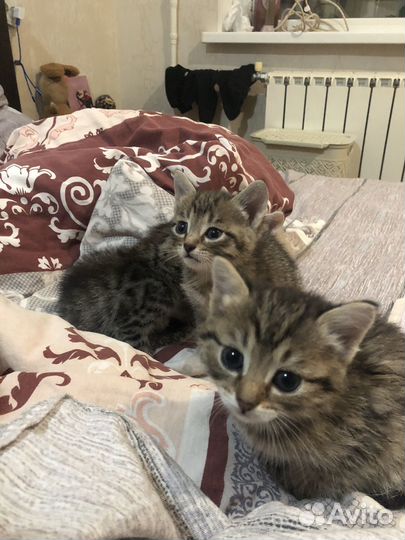 Котята в дар