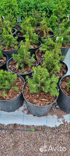 Ель обыкновенная Томпа