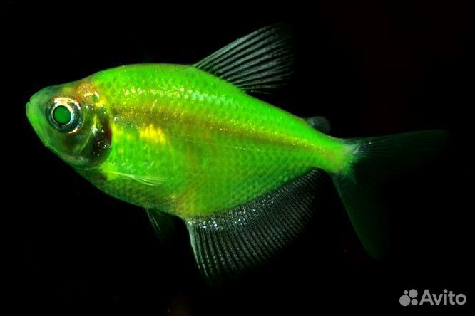 Тернеция GloFish Зеленая «Electric Green»