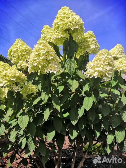 Гортензия метельчатая