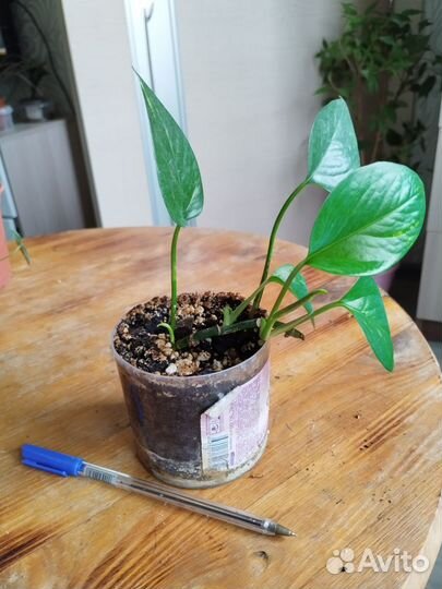 Комнатные растения