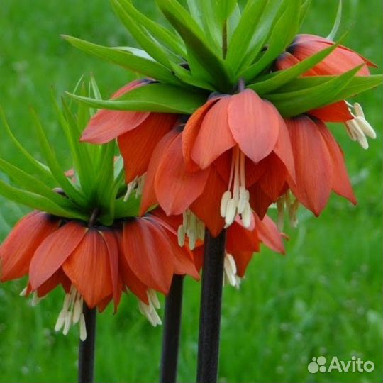 Рябчик императорский Аврора