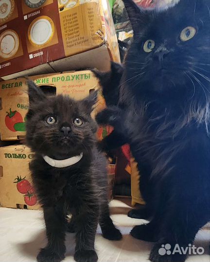 Котята мейн-кун