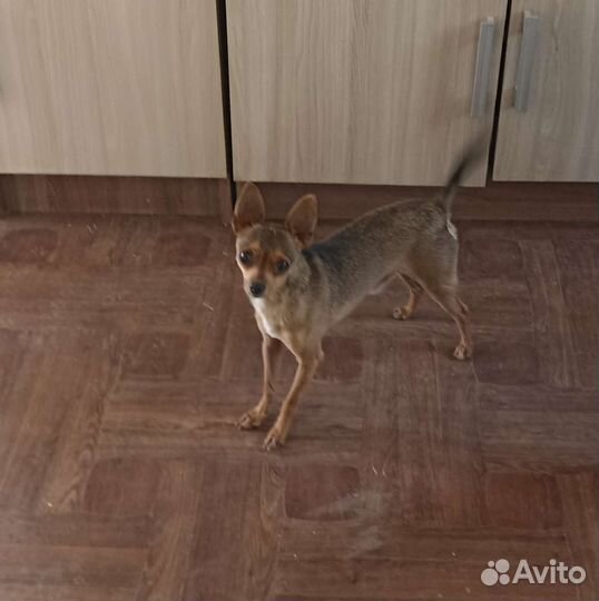 Той-терьер щенки