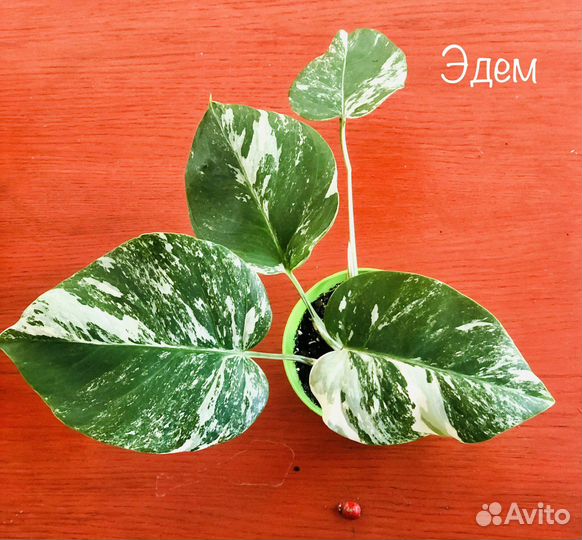 Монстера вариегатная Альба