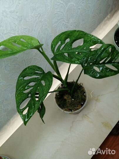 Комнатные растения