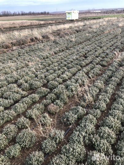 Тимьян кусты чабрец