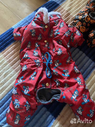 Одежда для собак мелких пород