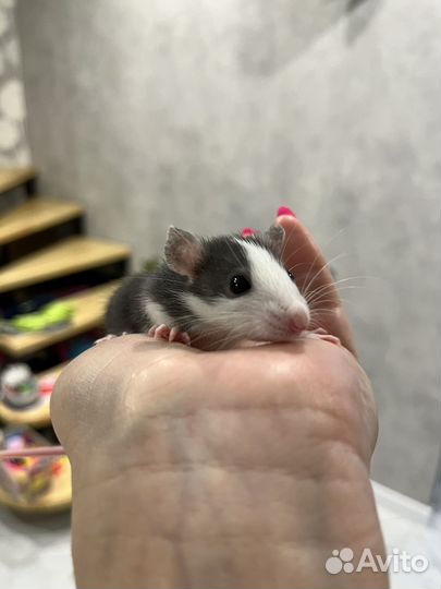Крысы дамбо девочки