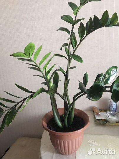 Замиокулькас