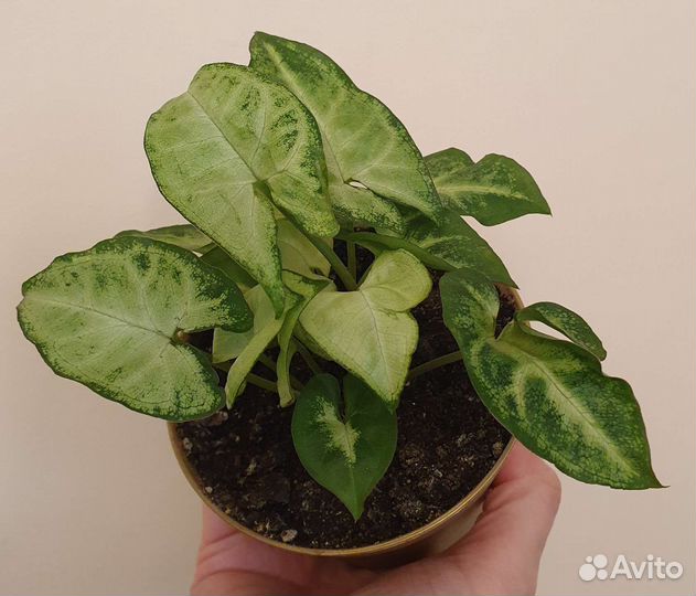 Сингониум, аглаонема Крылья Ангела