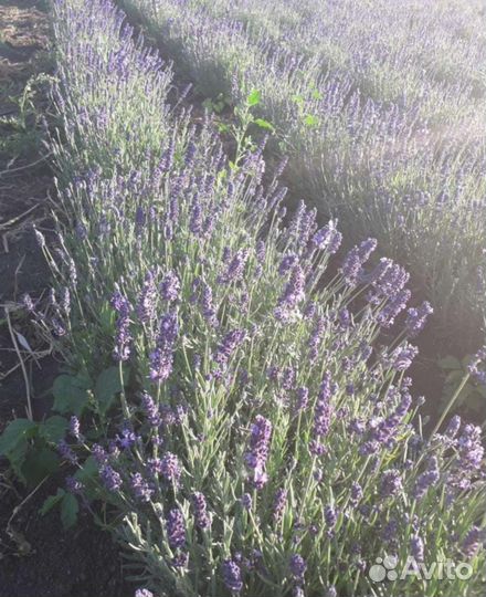 Лаванда саженцы