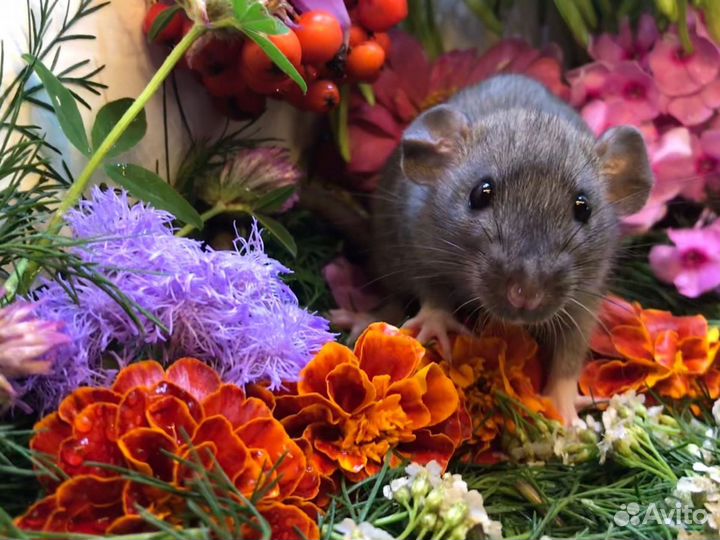 Крысы крысята Дамбо Питомник