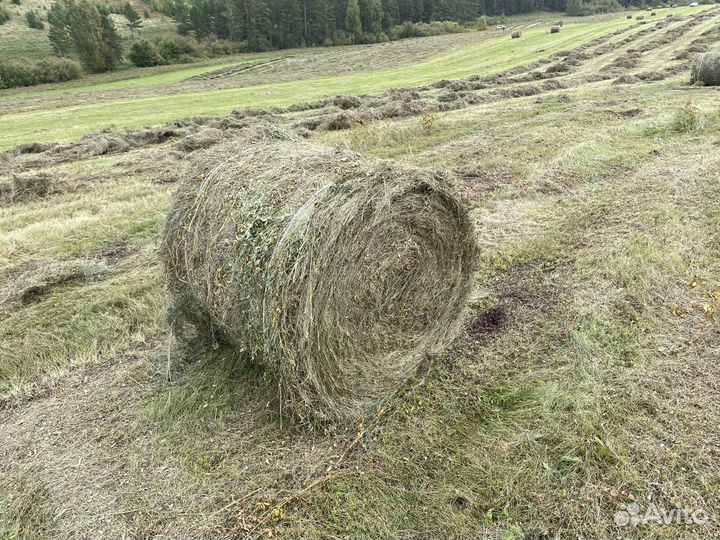 Продам сено в рулонах